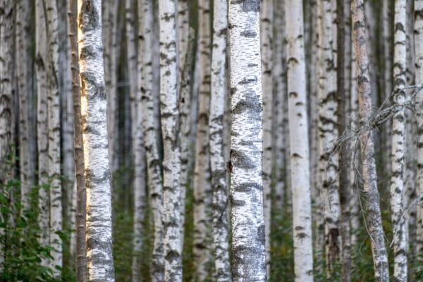Birch trees